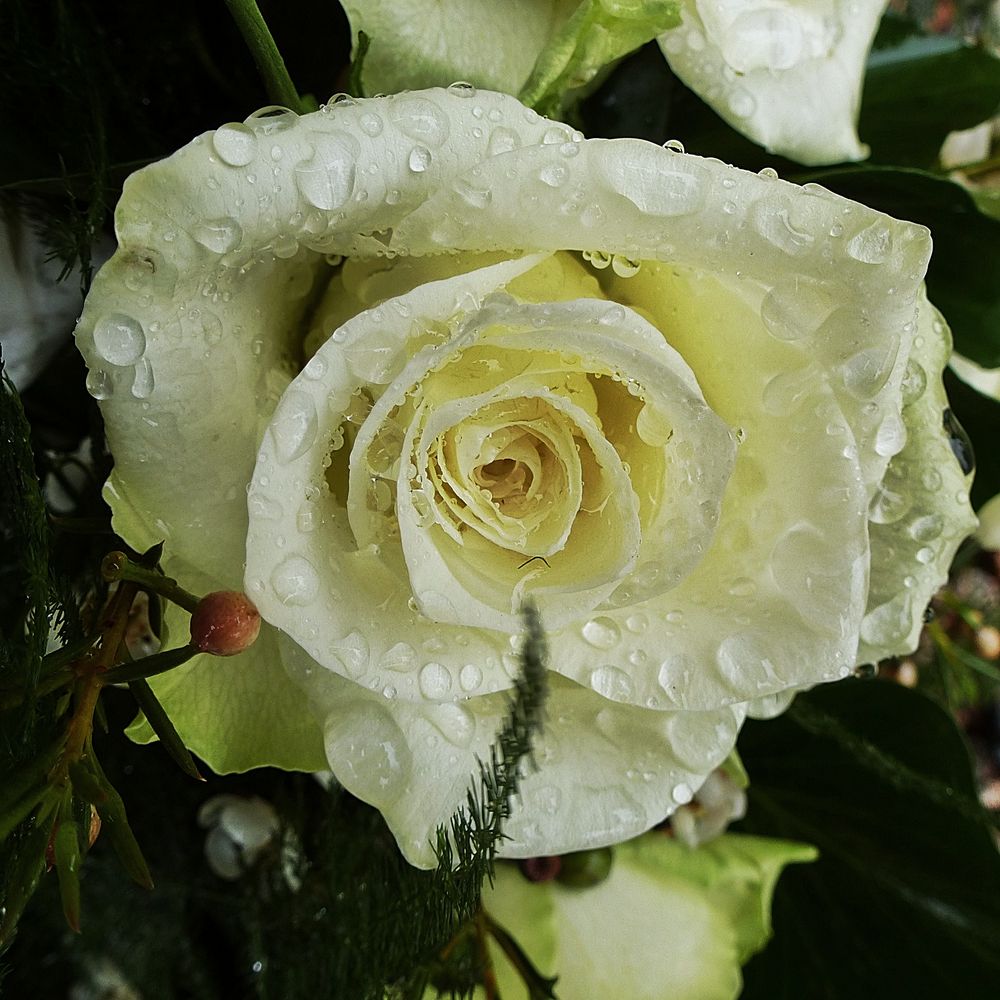 Eine Rose....ist eine Rose...ist eine Rose Foto & Bild pflanzen, pilze & flechten, blüten