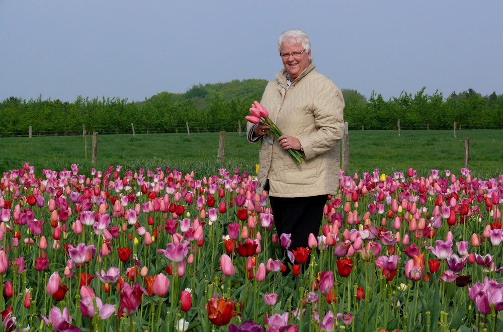 Eine Rose(marie) im Tulpenfeld