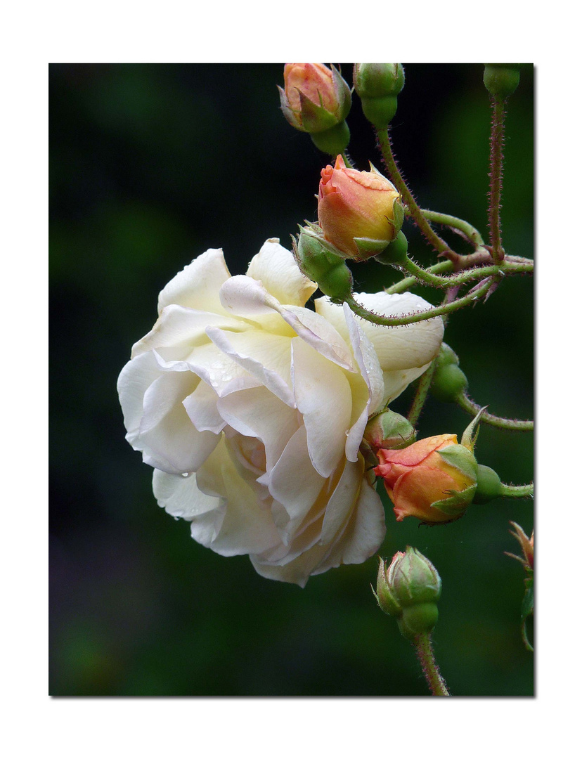 Eine Rosen Schönheit