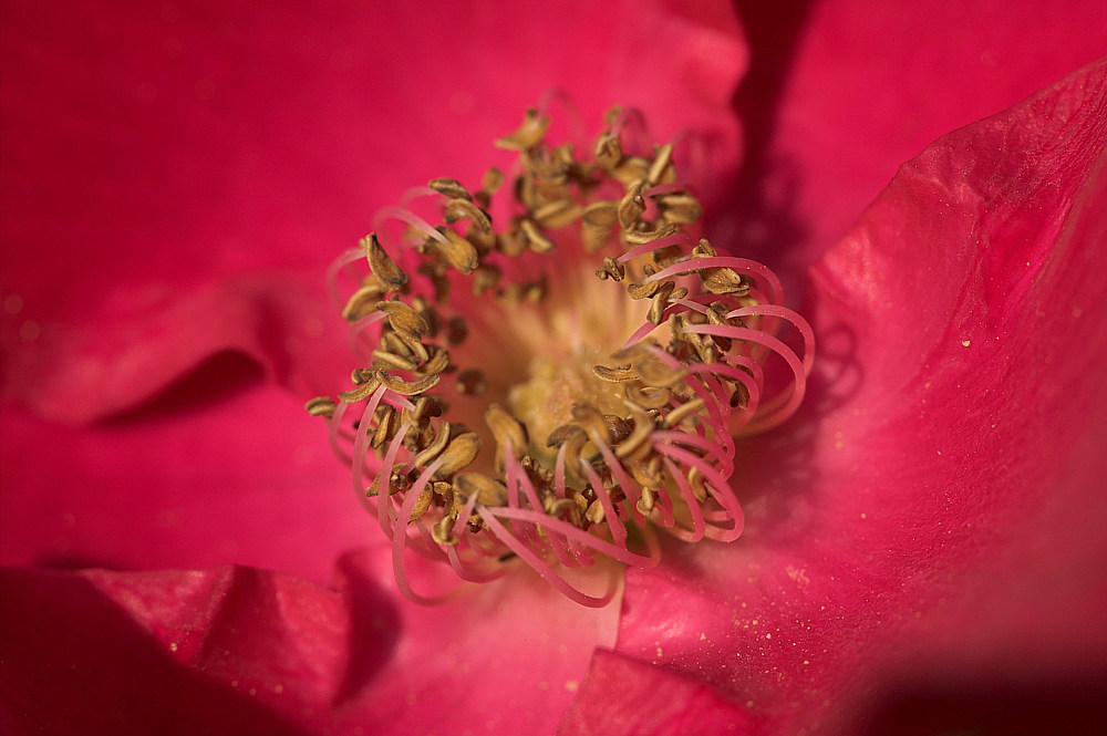 Eine Rosenblüte