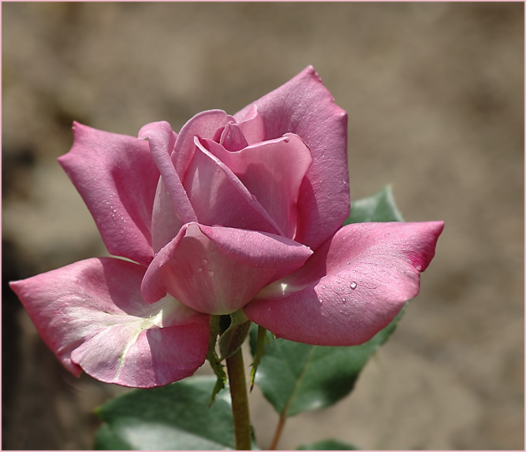 Eine Rosenblüte vom Juni...