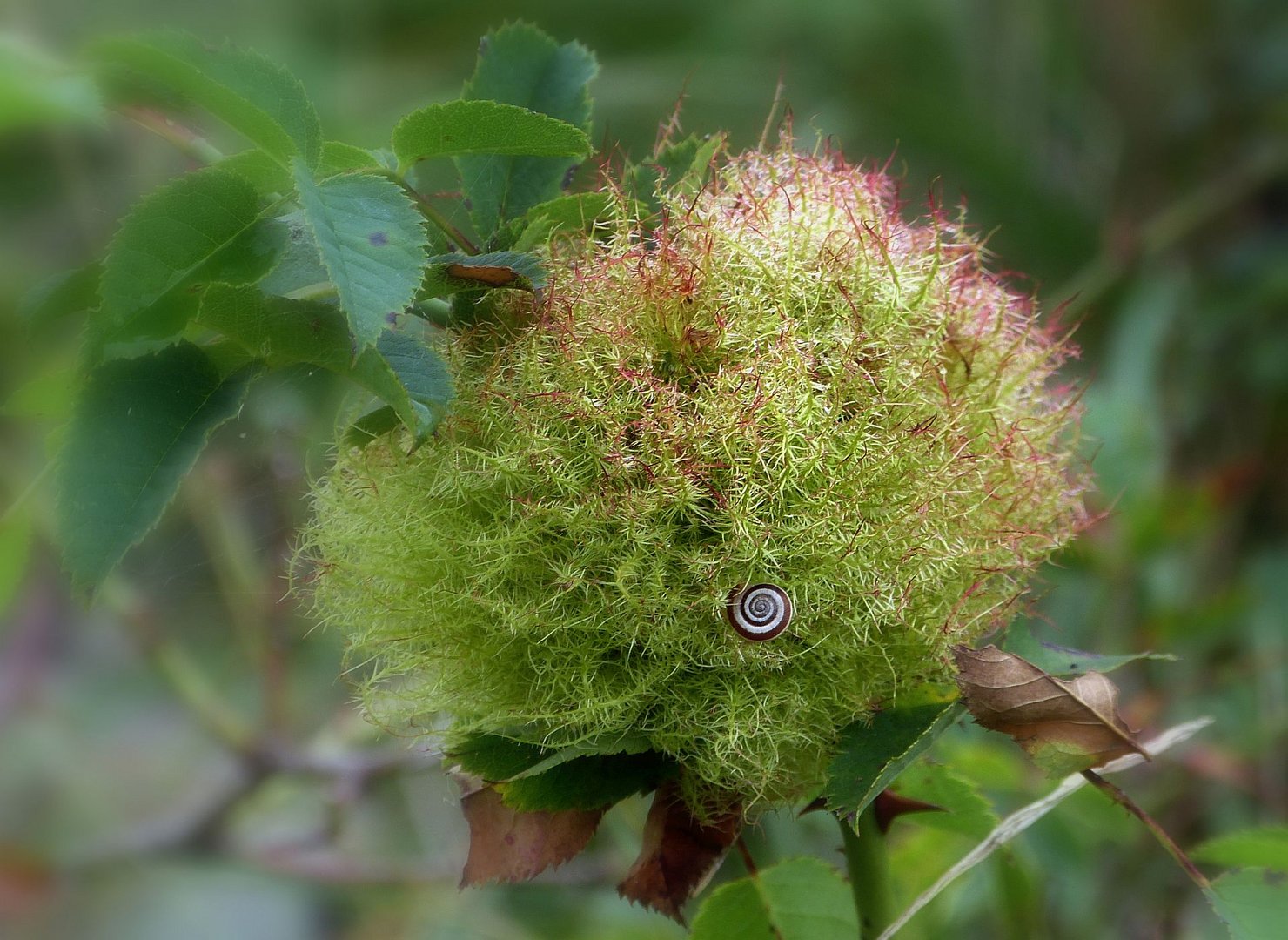 Eine Rosengalle