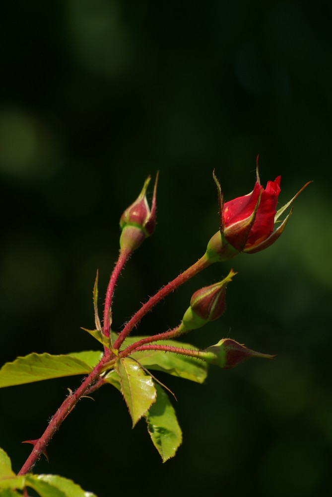 eine Rosenknospe