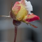 Eine Rosenknospe, die auch dem Schnee erfolgreich strotzt...