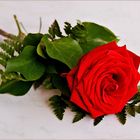 eine Rose.....zum Weltfrauentag,