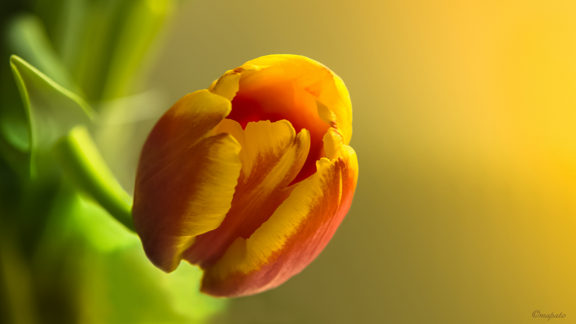 eine rot-gelbe Tulpe