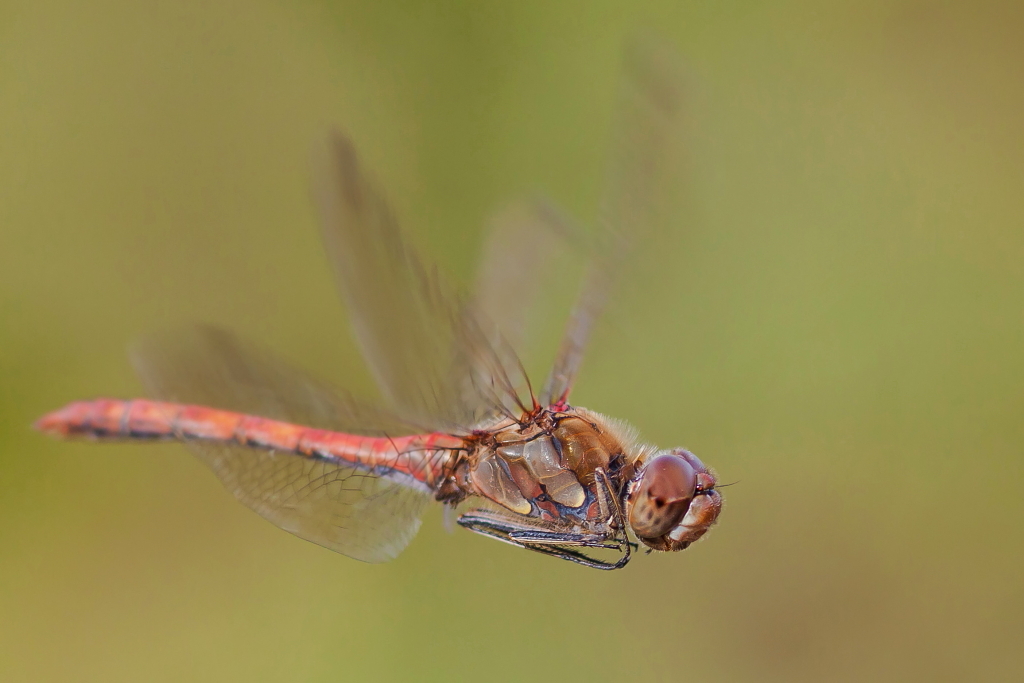 Eine Rote