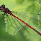 eine rote am Teich