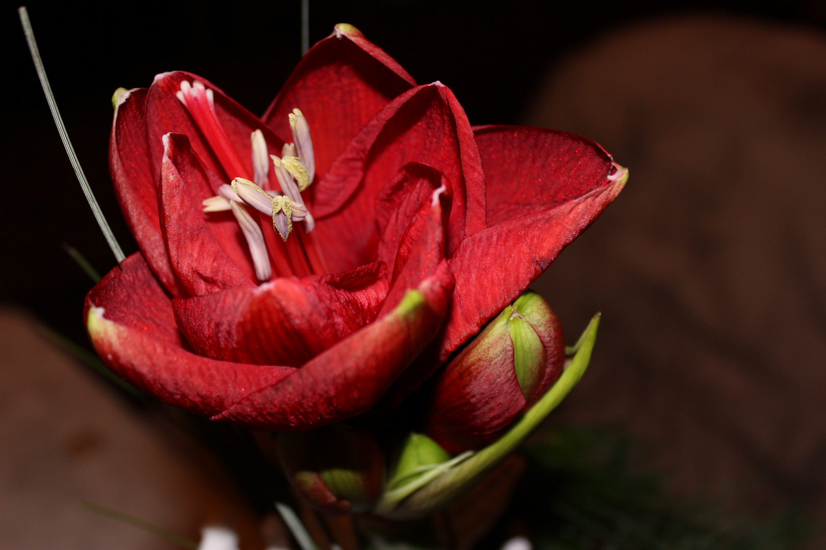 eine rote Amaryllis erblüht...