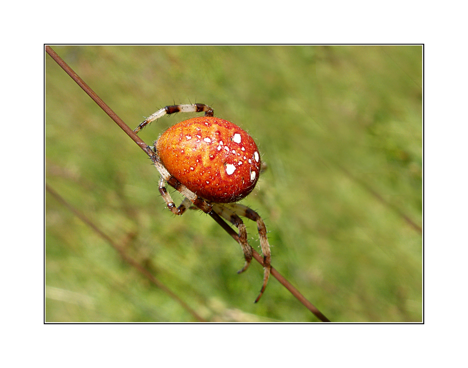 Eine rote Beere