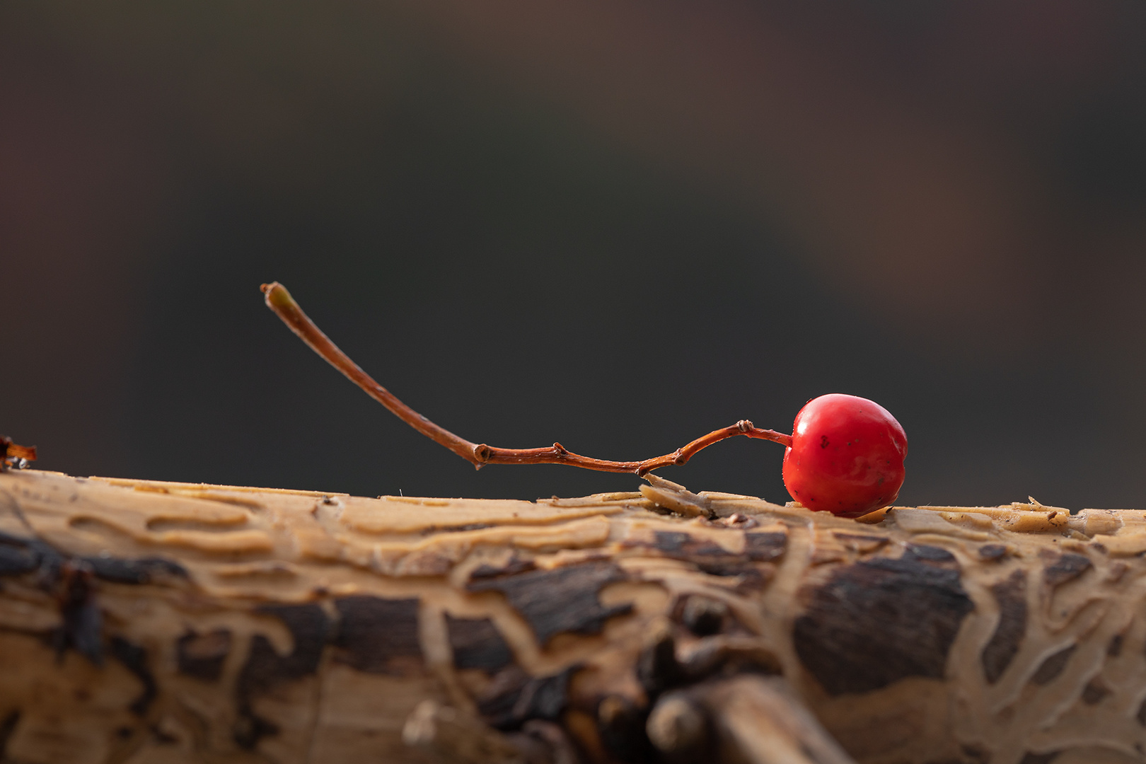 eine rote Beere