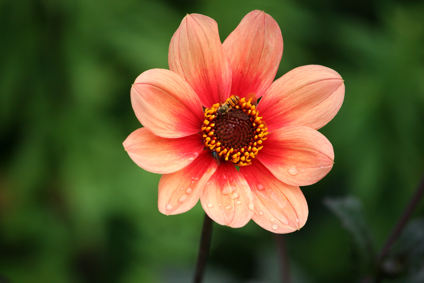 Eine rote Blüte