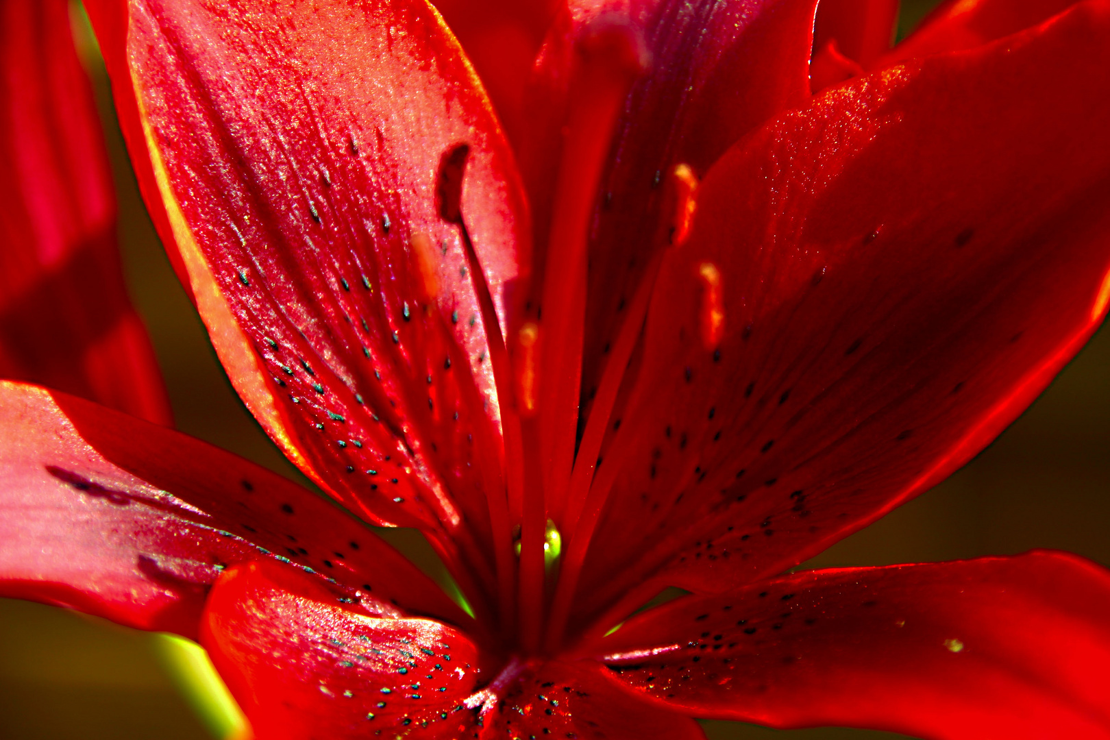 Eine Rote Blüte