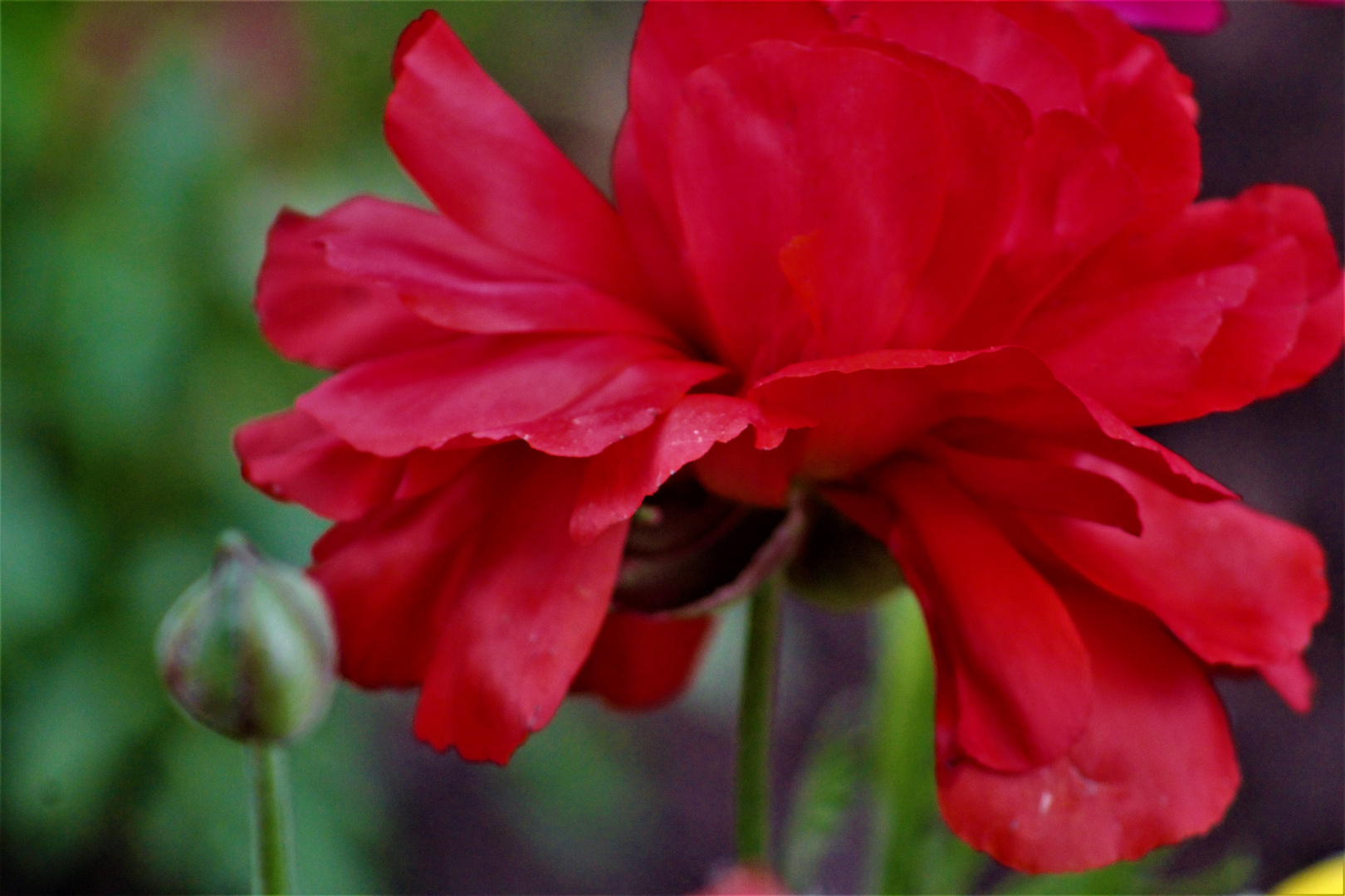 eine rote Blüte 