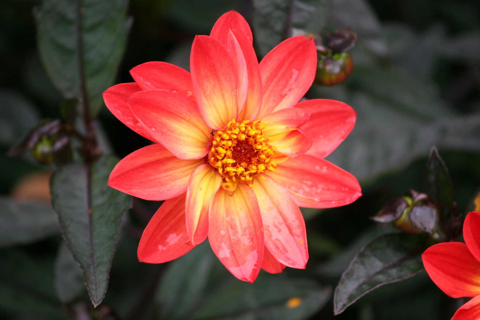 Eine rote Blüte