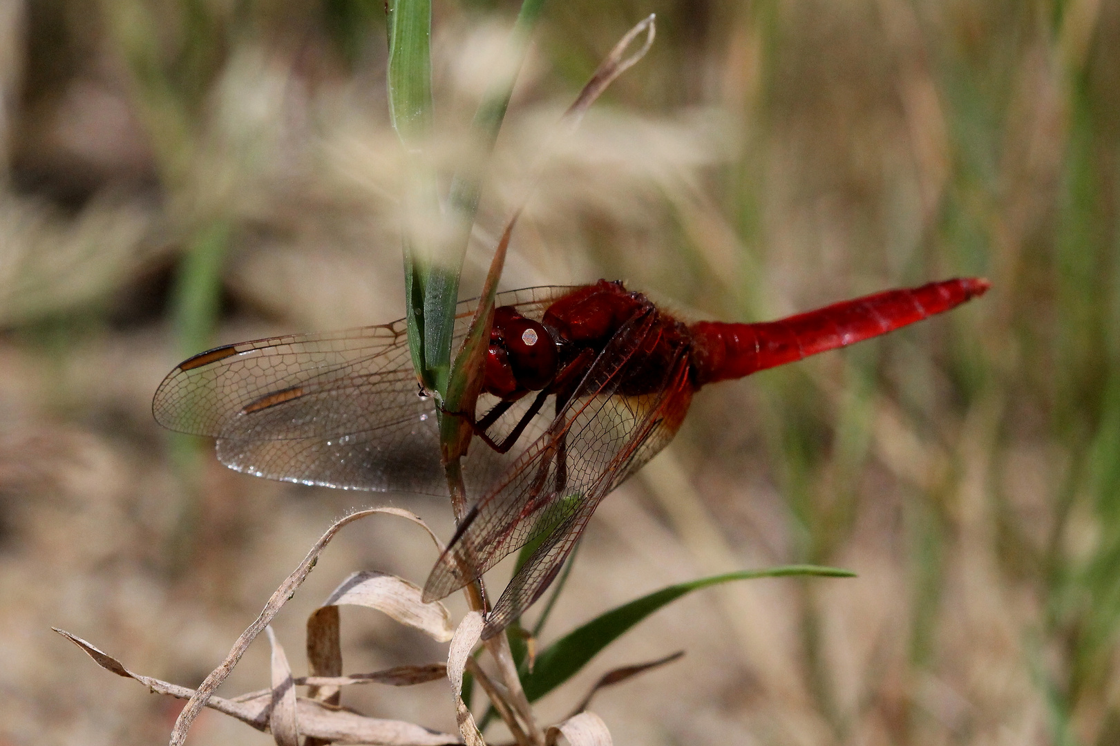 Eine rote Feuerlibelle