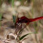 Eine rote Feuerlibelle