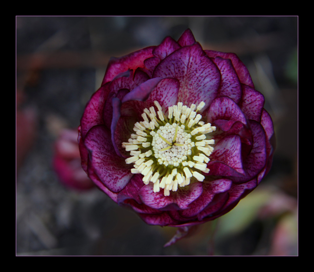 eine rote Geburtstags(lenz)rose