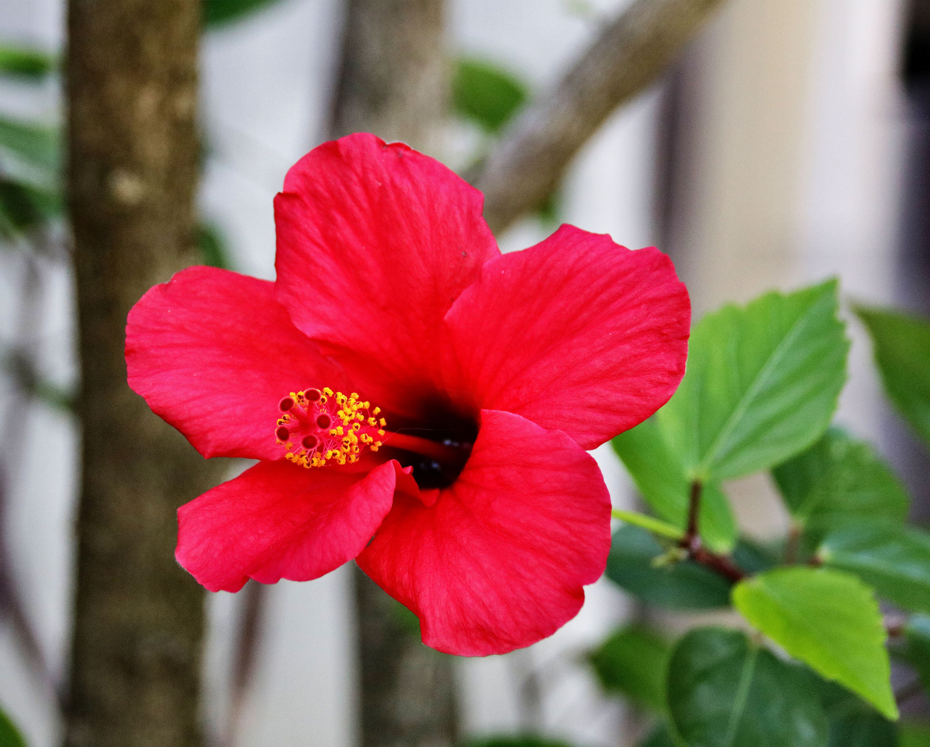 Eine rote Hibiskusblüte.