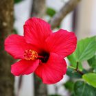 Eine rote Hibiskusblüte.