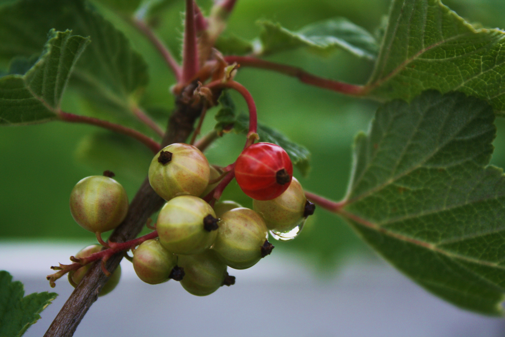 Eine rote Johannisbeere