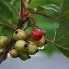 Eine rote Johannisbeere