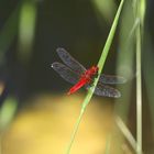 Eine rote Königin