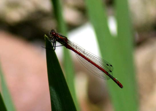 Eine rote Libelle