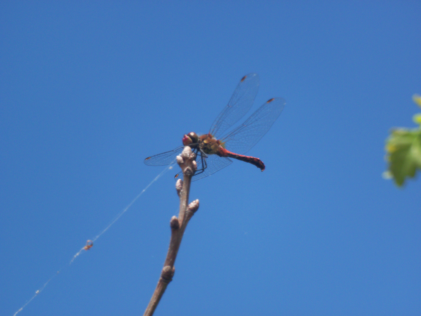 Eine rote Libelle...