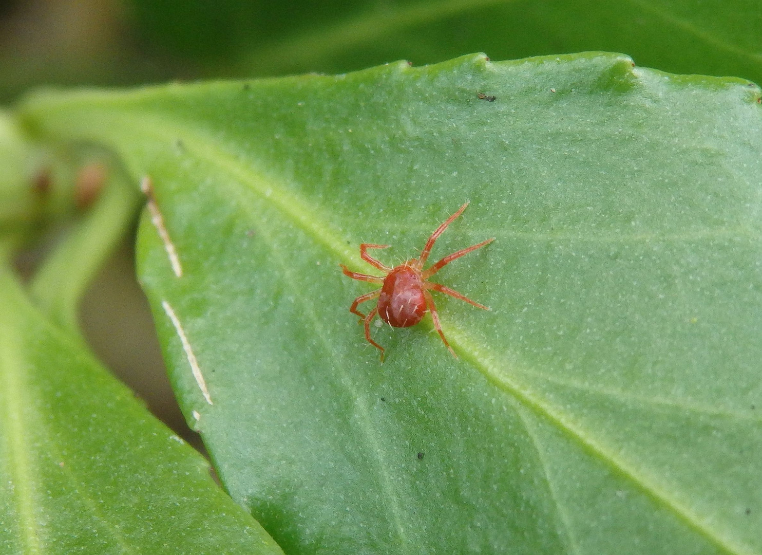 Eine rote Milbe auf der Lauer nach einem Opfer - Grasmilbe ?