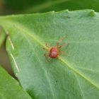 Eine rote Milbe auf der Lauer nach einem Opfer - Grasmilbe ?