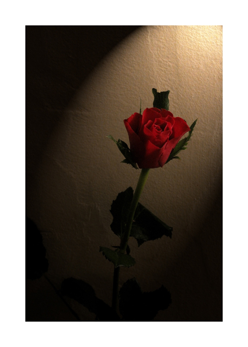 eine rote Rose