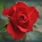 eine rote Rose.....