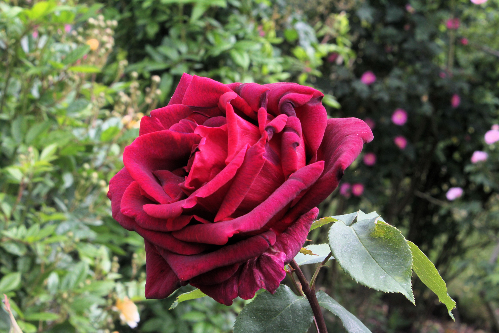 eine rote Rose