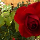Eine rote Rose....