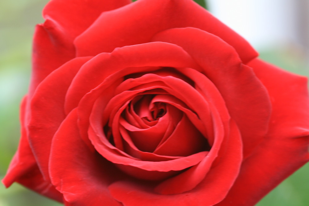 Eine Rote Rose