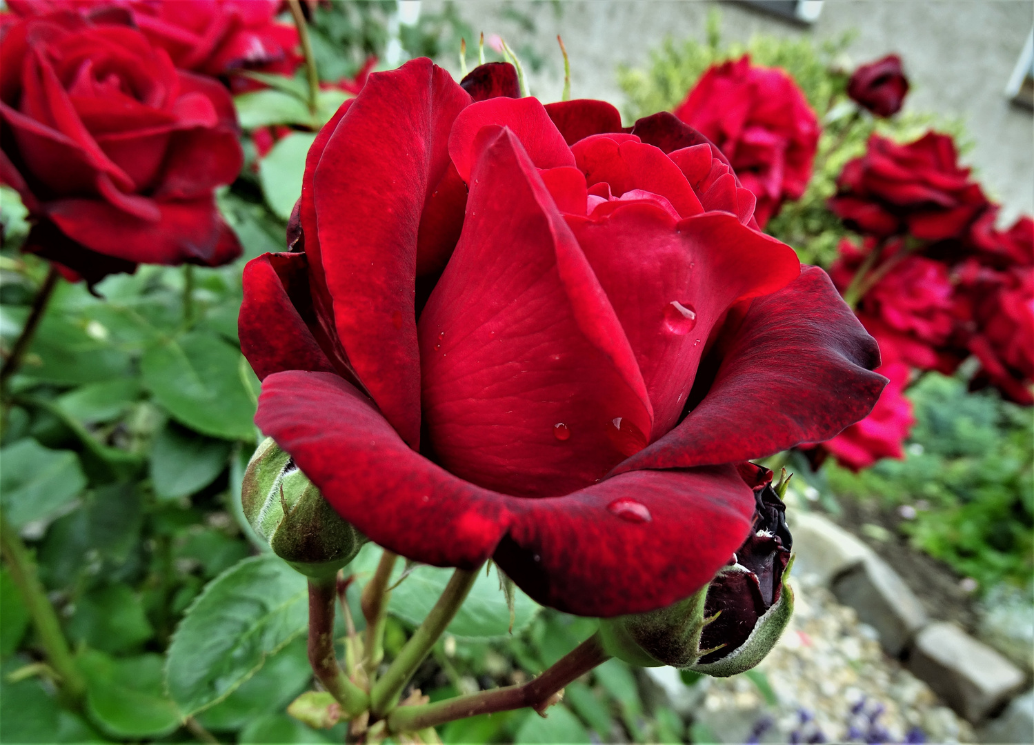 eine rote Rose 