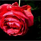 eine rote rose