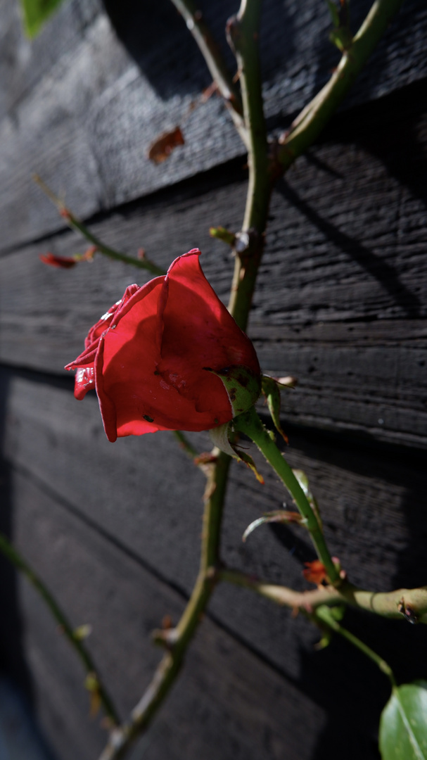 Eine rote Rose 