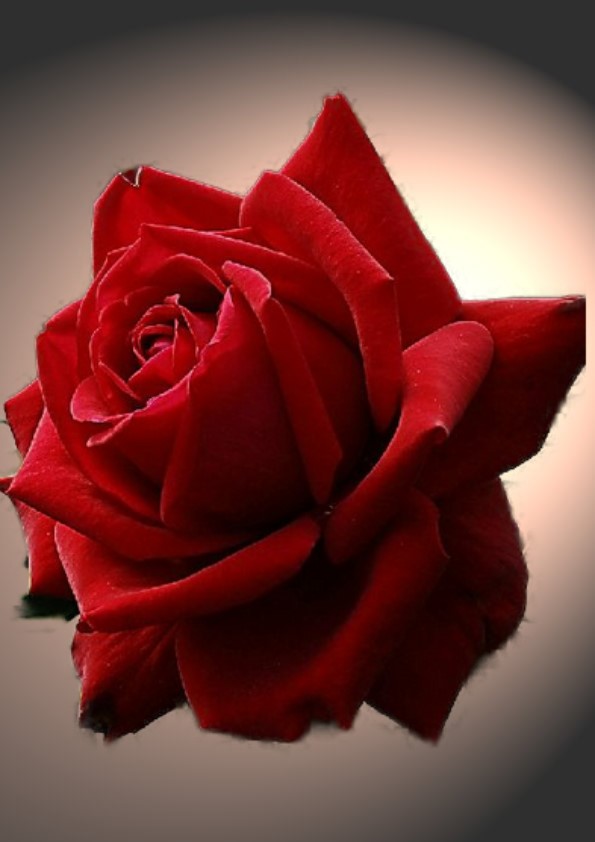 Eine rote Rose Foto & Bild | pflanzen, pilze & flechten, blüten