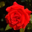 eine rote Rose