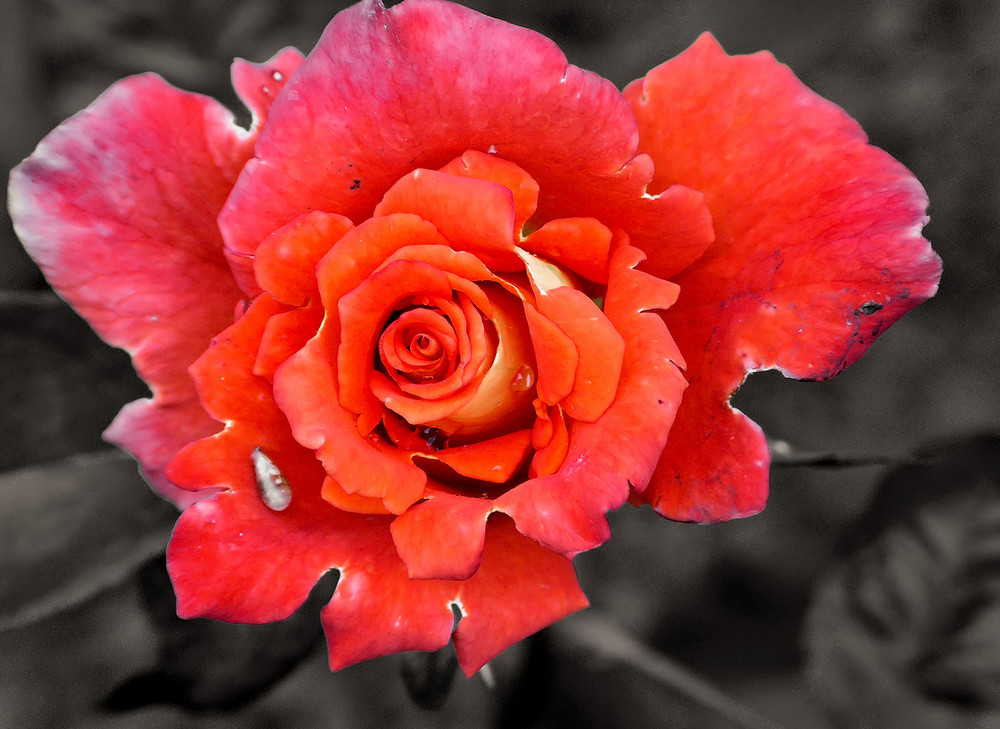 Eine rote Rose