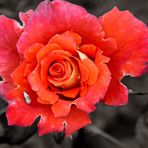 Eine rote Rose