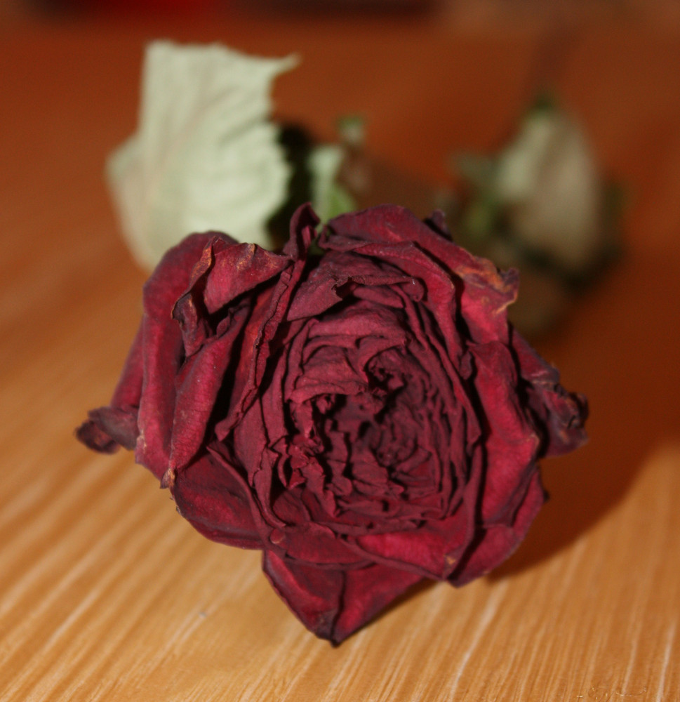 eine Rote Rose