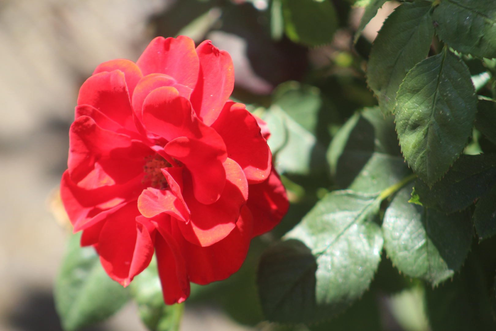 eine rote Rose heute für Alle meine Freunde die auch so gerne fotografieren 