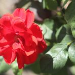 eine rote Rose heute für Alle meine Freunde die auch so gerne fotografieren 