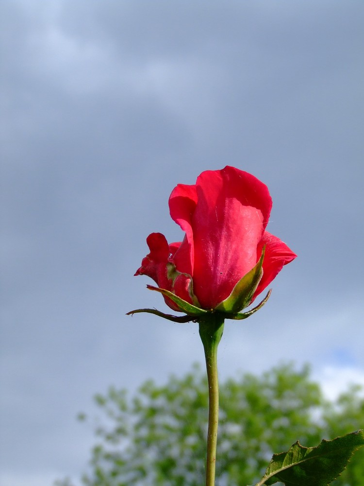 eine rote Rose ist einfach wunderschön..........