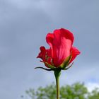 eine rote Rose ist einfach wunderschön..........