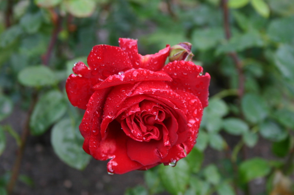 Eine rote Rose nach dem Regen