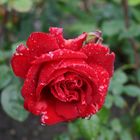 Eine rote Rose nach dem Regen